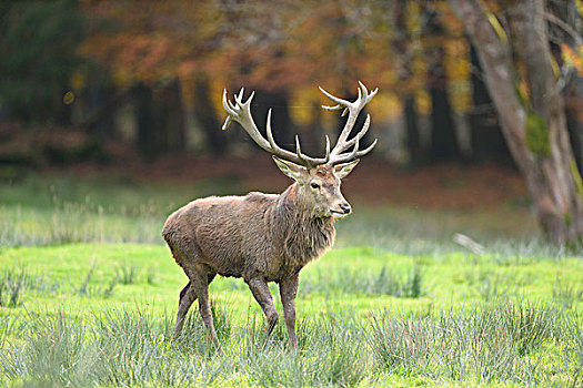特写,雄性,赤鹿,鹿属,鹿,秋天,巴伐利亚森林国家公园,巴伐利亚,德国