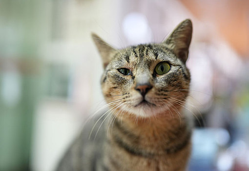 羊城广州秋日阳光下小花猫可爱的萌萌表情