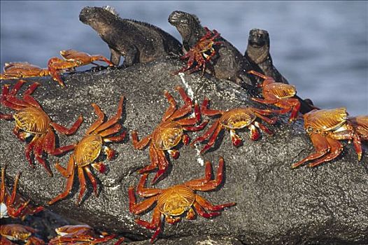 细纹方蟹,方蟹,群,分享,漂石,海鬣蜥,三个,满潮,岛屿,加拉帕戈斯群岛,厄瓜多尔