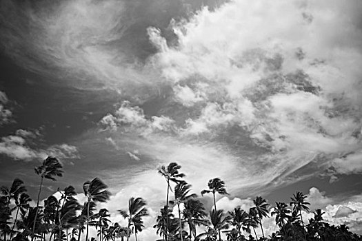 棕榈树,云,蓬塔卡纳,多米尼加共和国