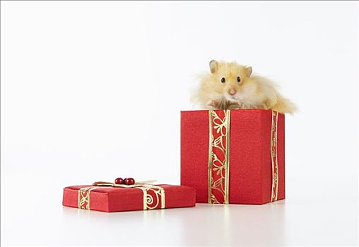 仓鼠,圣诞礼物