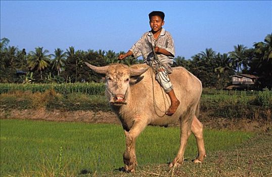 老挝,琅勃拉邦,男孩,水牛