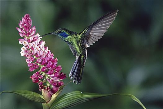 绿紫耳蜂鸟,蜂鸟,进食,授粉,兰花,雾林,生态系统,哥斯达黎加