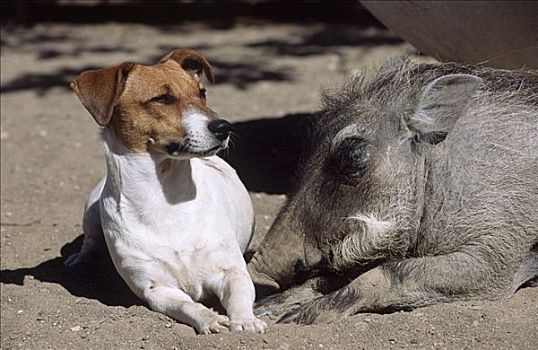 杰克罗素狗,朋友,疣猪,纳米比亚,非洲