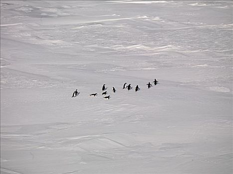 企鹅,阿德利企鹅,走,上方,海冰,海岸,富兰克林,岛屿,南极