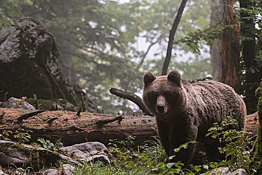 欧洲,棕熊,树林,斯洛文尼亚