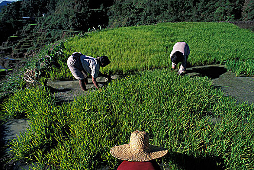 菲律宾,女人,工作,稻田,移植,稻米,幼苗,巴纳韦,梯田,吕宋岛