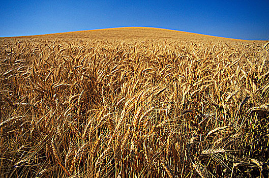 农业,成熟,小麦,土地,蓝天,不列颠哥伦比亚省,加拿大