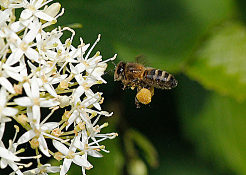 蜜蜂,意大利蜂,飞,花,花粉,篮子,诺曼底