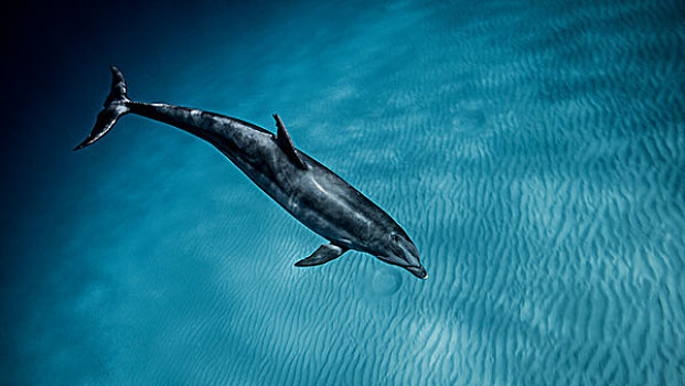 水下视角,宽吻海豚,游动,蓝色海洋,巴哈马