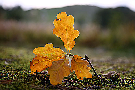 秋天,地面,瑞典