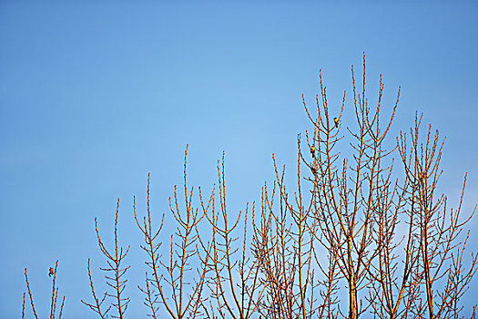 树枝,小鸟,蓝天,嫩芽,春天