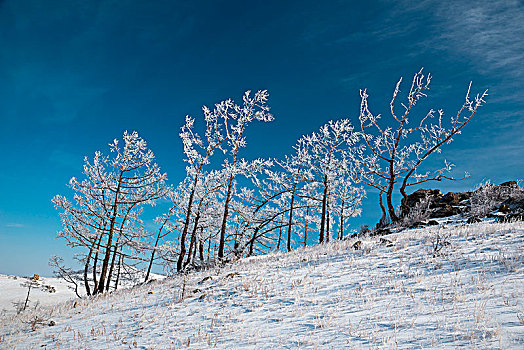 树,雪,草原,伊尔库茨克,区域,西伯利亚,俄罗斯