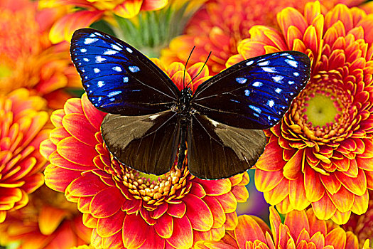 蝴蝶,条纹,蓝色