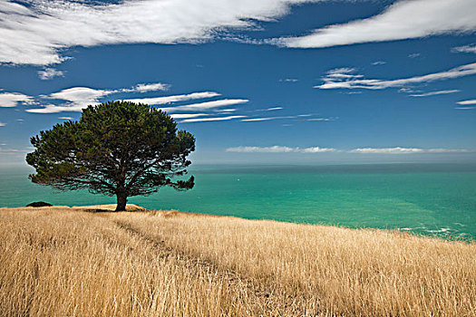 松树,玻璃器具,湾,坎特伯雷,新西兰