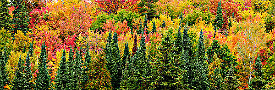 红枫,树,白云杉,安大略省,加拿大