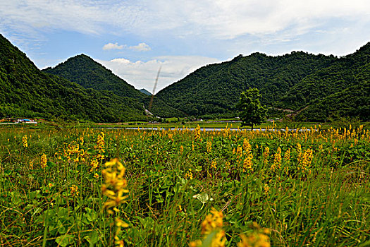 大九湖风光