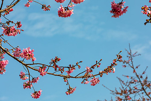 春暖花开樱花背景图