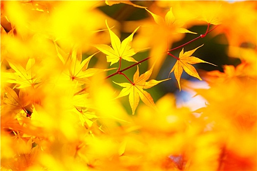 黄色,枫树,秋天