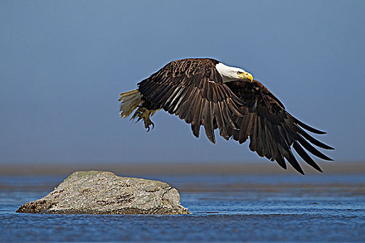 白头鹰,海雕属,雕,飞起,库克海峡,克拉克湖,国家公园,阿拉斯加