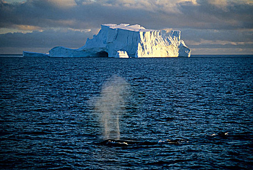 南极,驼背鲸,吹,正面,冰山