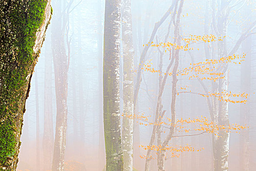 雾,树林,秋天,省,伦巴第,意大利