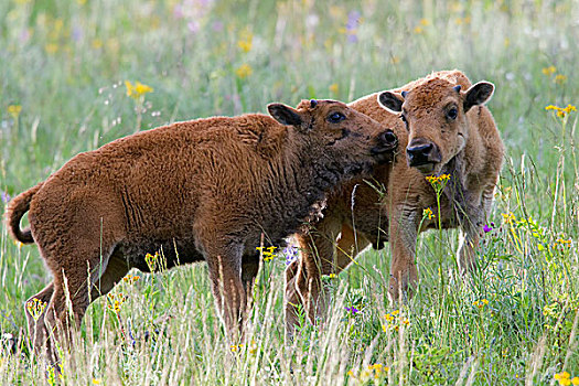 美洲野牛,野牛,幼兽,依偎,国家,蒙大拿