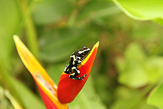 哥斯达黎加,特写,坐,红花,花瓣