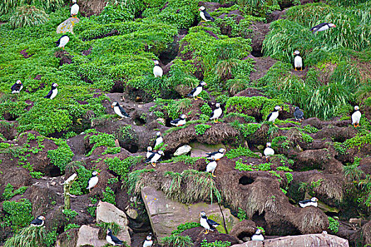大西洋角嘴海雀,北极,生态,自然保护区,纽芬兰,加拿大