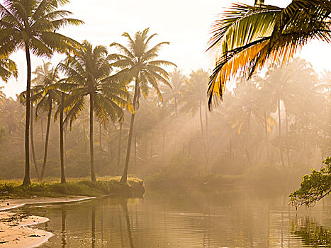 棕榈树,阳光,喀拉拉,印度
