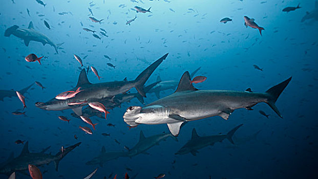 圆齿状,鲨鱼,路氏双髻鲨,岛屿,哥斯达黎加,北美