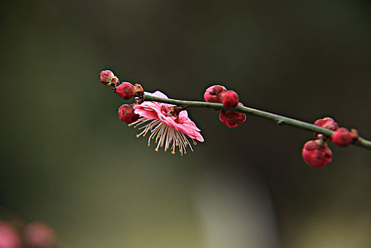 梅花