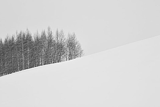 积雪,冬季风景,山,小,矮林,远景,美瑛