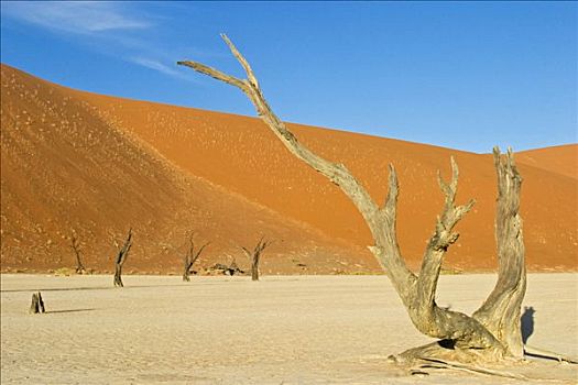 枯木,高,红色,沙丘,干燥,黏土,死亡谷,索苏维来地区,纳米布沙漠,纳米比亚
