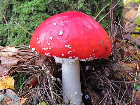伞菌,毒蝇伞,红色,毒物,蘑菇