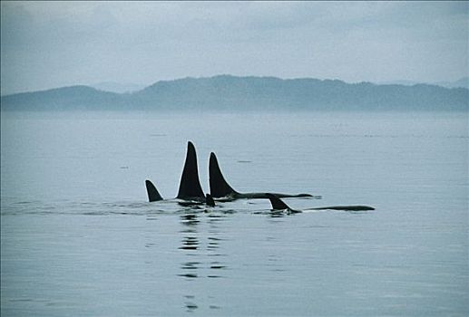 逆戟鲸,群,平面,约翰斯顿海峡,不列颠哥伦比亚省,加拿大