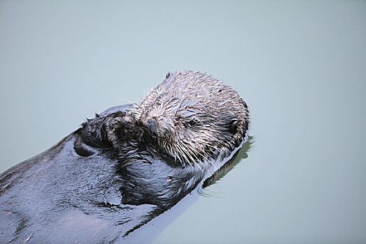 海獭,漂浮,钏路,河