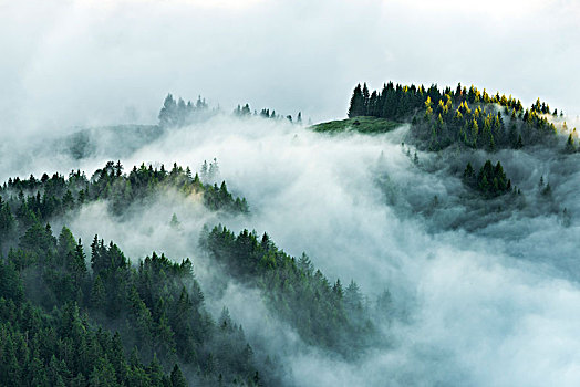 山林,晨雾,提洛尔,奥地利,欧洲