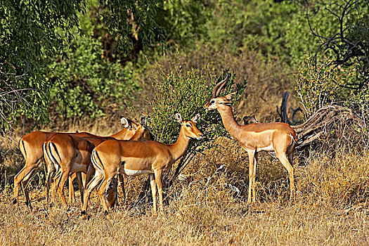 黑斑羚,非洲瞪羚,瞪羚,长颈羚,公园,肯尼亚