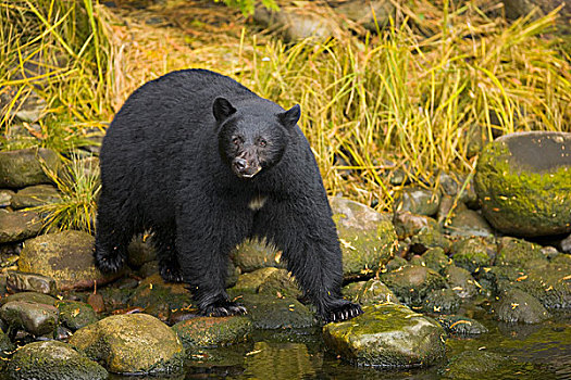 黑熊,美洲黑熊,三文鱼,河流,温哥华岛,不列颠哥伦比亚省,加拿大