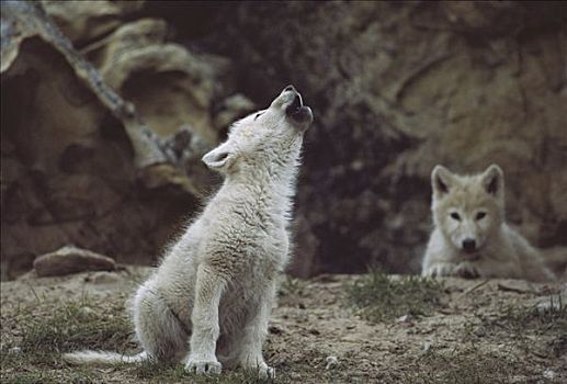 北极狼,狼,幼仔,叫喊,艾利斯摩尔岛,加拿大
