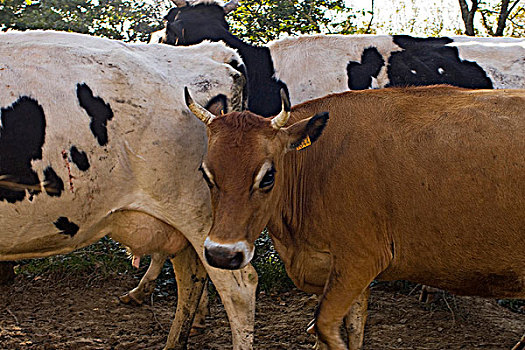 法国,卢瓦尔河地区,大西洋卢瓦尔省,有机,乳牛场