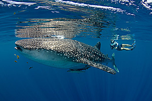 鲸鲨,科学家,湾,西巴布亚,印度尼西亚,凹,标签,检查,鲨鱼