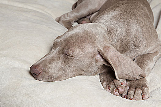 魏玛犬,种系,小狗,睡觉,床