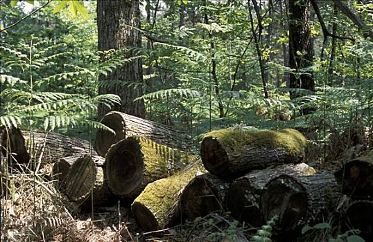 法国,松树,树干,欧洲蕨