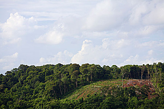 森林采伐,柬埔寨