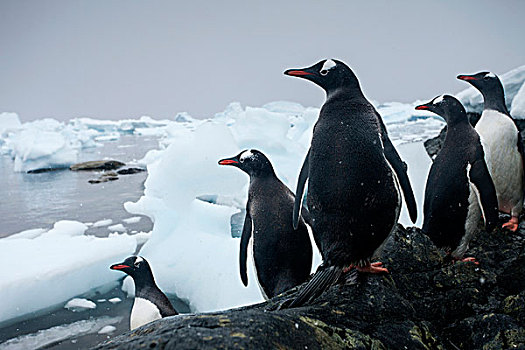 南极,巴布亚企鹅,站立,湾,岛屿,雪中,风暴