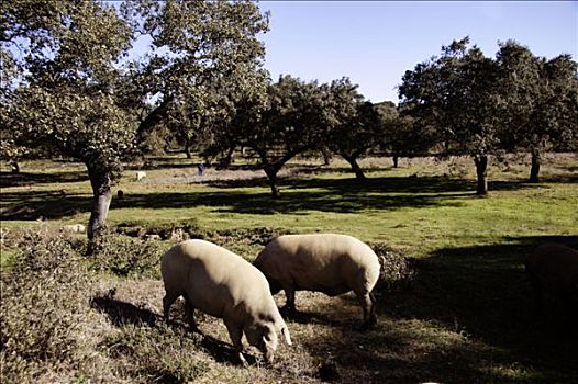 伊比利亚,猪,靠近,韦尔瓦省,安达卢西亚,西班牙