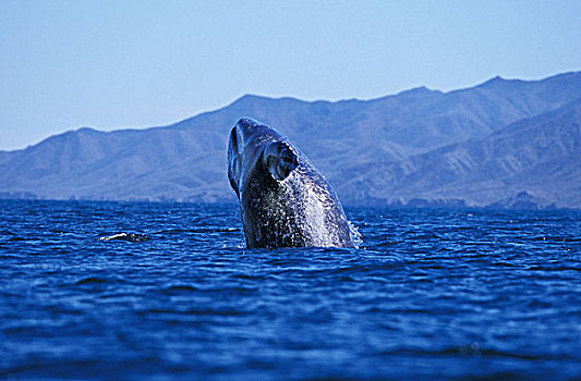 灰鲸,成年,鲸跃,头部,向外看,水,下加利福尼亚州,墨西哥