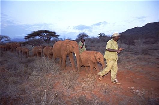 非洲象,看护,走,孤儿,灌木,黎明,东察沃国家公园,肯尼亚